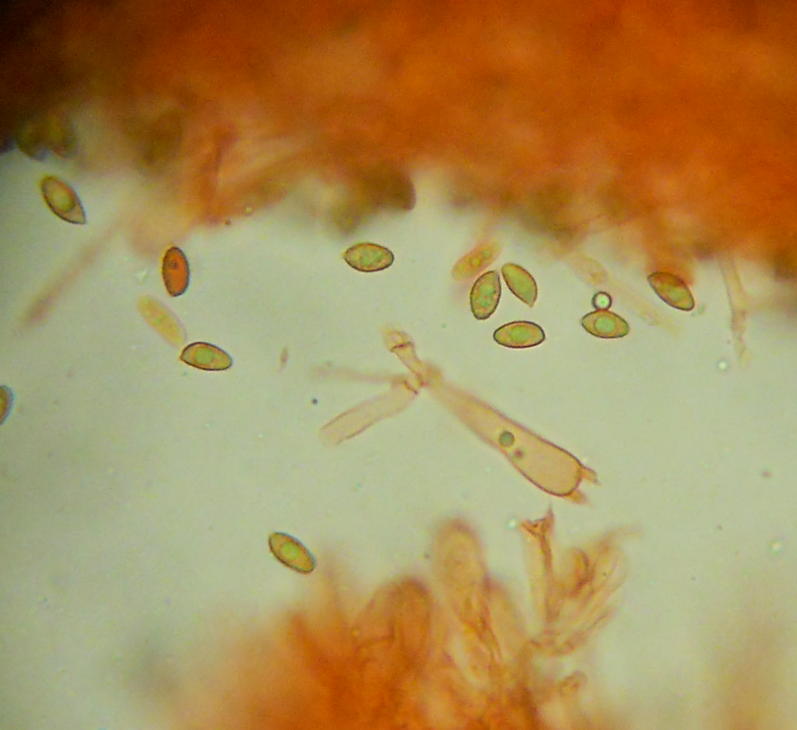 Cortinarius hemitrichus???